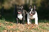 BOULEDOGUE FRANCAIS 1246